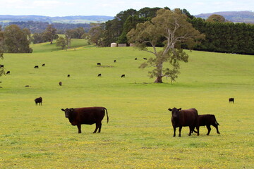 cows on pasture