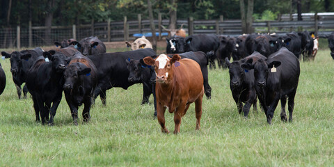 Herd of mixed breed cattle walking toward camera