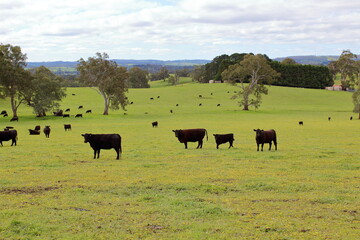 cows in the field