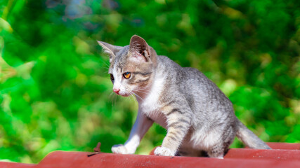 cat in the garden