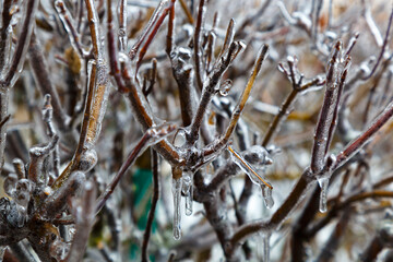 Icing. Branches of trees in ice.
