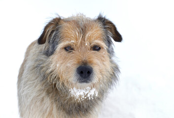 portrait of a cute sheepdog male with snow in the fur