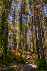 Obraz premium Forest of Monterey pine, Pinus radiata, in the Biosphere Reserve of Urdaibai, Cortezubi, Spain