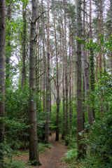 Fototapeta na wymiar Forest trail in the national park. Ireland