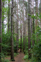 Fototapeta premium Forest trail in the national park. Ireland