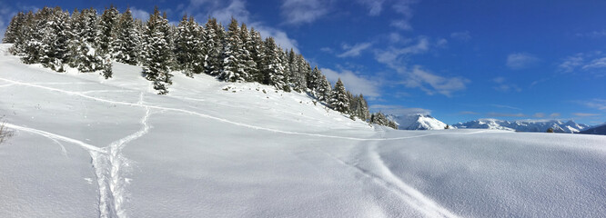 beautiful panoramic view on snowcapped mountain and fir forest under blue sky