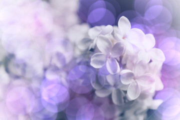 Abstract floral background. Defocused. Bokeh effect. Floral spring or autumn background. Purple and blue colors. Lilac defocus and bokeh