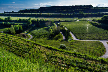 Weinberge bei Ihringen, Kaiserstuhl, Baden-Württemberg, Deutschland