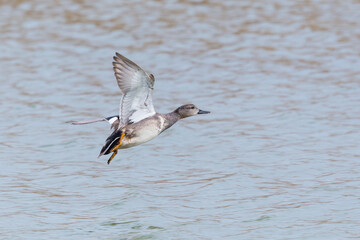one gadwall duck (anas strepera) in flight with spread wings