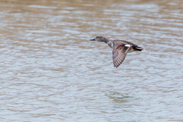 one gadwall duck (anas strepera) flying over water surface