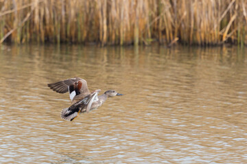 one gadwall duck (anas strepera) flying over pond with reed