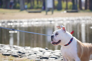 イングリッシュブルドッグ　子犬　公園ロケーション撮影　写真150