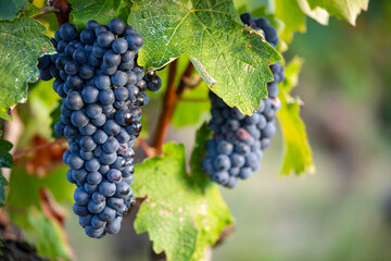 Grappe de raisin noir ou pourpre dans les vignes.