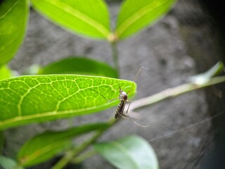 Mosquito on a leaf  