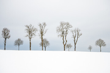 winter landscape with trees on a row in the snow