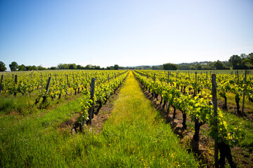 Fototapeta na wymiar Paysage d'un vignoble au printemps avant les vendanges.