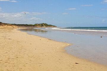 This beautiful stretch of beach was named after Andrew White, an English settler - Torquay, Victoria, Australia