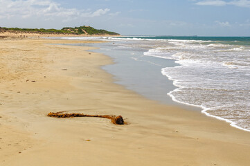 Fototapeta na wymiar Seaweed washed ashore on Whites Beach - Torquay, Victoria, Australia