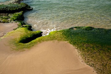 algae covered rocks on a beach