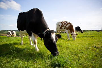 Vache laitière ruminant les pieds dans l'herbe vert en campagne.