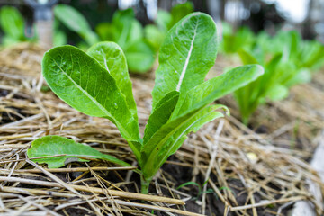 growth fresh vegetable salad garden at organic farm. Argiculture concept.