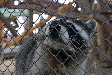 A raccoon behind a cage in a rehabilitation park. - 403170574