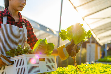farmer ware agricultural gloves keep vegetable at hydroponic farm and observing growth vegetable...