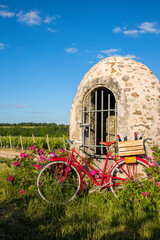 Fototapeta premium Vieux vélo rouge vintage dans les vigne en Anjou, paysage de France.