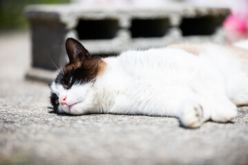 siamese ragdoll crossbreed cat resting in the sun on a terrace