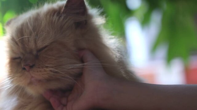Old cat massage under with touching gentle  by young asian child girl hand