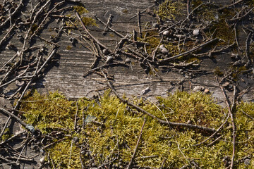 Moss and dry acorns in the forest. Macro of mossy wood flooring and dry fallen branches from trees. Autumn ground natural decoration background