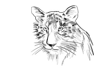 a head of tiger  on the white