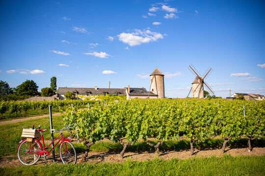 Moulin et vignes en Anjou, paysage de vignoble à Ardenay dans le Layon.