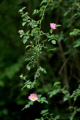 Two Rose Hip Blossom. Wild Rose Hip blossom in the springtime