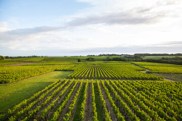 Fototapeta na wymiar Paysage de vigne en France.
