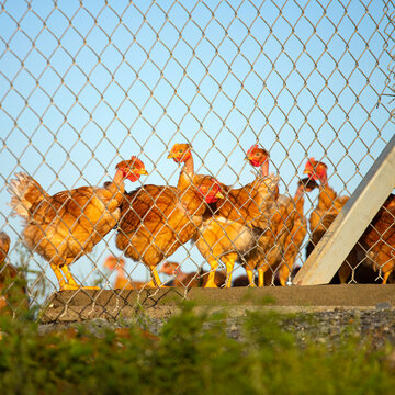 451 BEST Poule Pondeuse IMAGES, STOCK PHOTOS u0026 VECTORS Adobe Stock