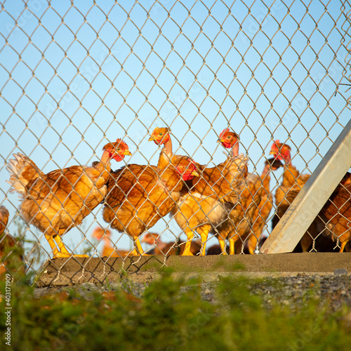 Poulet Ou Poule Pondeuse Dans Un Poulailler, élevage En Plein Air