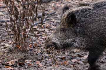 Wildschwein