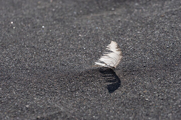 Natural background of black volcanic sand with white feather