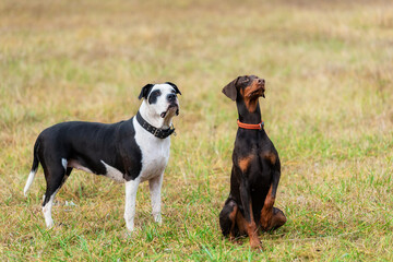 Doberman Pinscher and her friend a pitbull terrier dog, in the park