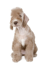 Thoroughbred beige Bedlington Terrier puppy sitting over white