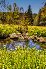 Grassbüschel im Vordergrund. Im Hintergrund sieht man einen Bach und einen Baum. Aufgenommen im Frühling bei schönen Wetter. Hochformat