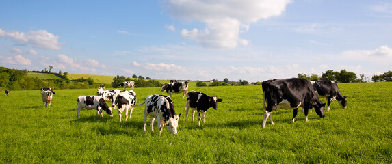 Troupeaux de vache laitière dans les pâturage en campagne.