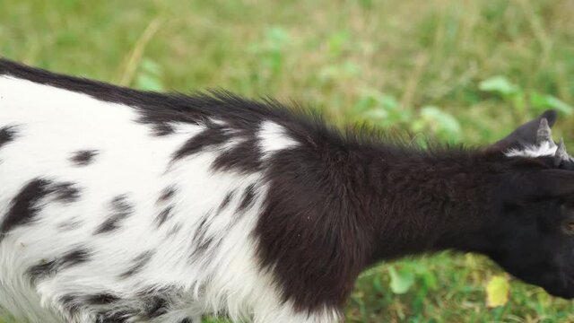 Brown baby goat sitting on grass on a summer day. Cruelty free livestock farming
