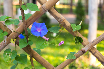 Butterfly pea and bamboo fence