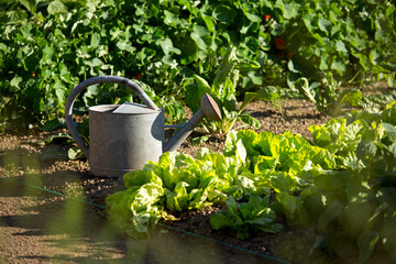 Jardin potager au printemps, arrosoir posé sur la terre au milieu des légumes. © Thierry RYO