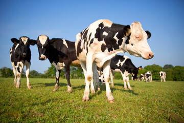 Vache laiti&egrave;re en campagne.