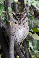 Indian Scoop Owl 