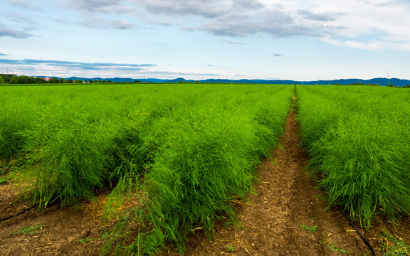 Landscape with green asparagus field, blue sky clouds