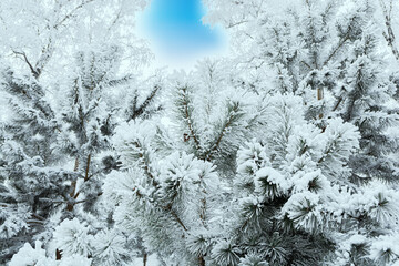 Green pines and spruces covered with snow and frost in the winter frosty forest against the blue sky